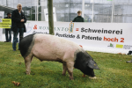 Schweinischer Protest vor Bayer-Konzernzentrale