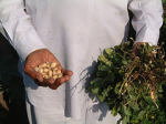 Indien Kleinbauern Saatgut