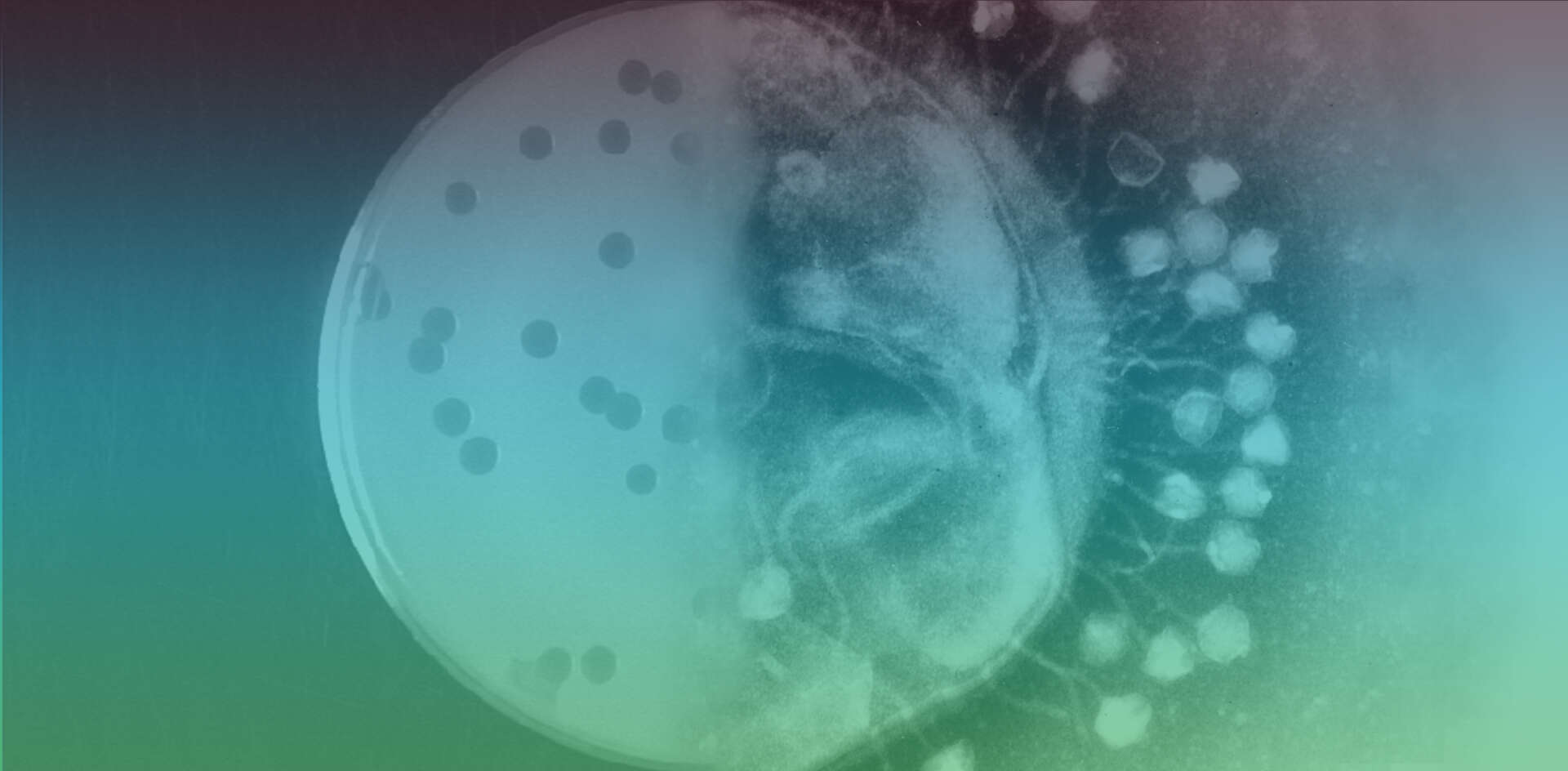 Bacteriophages at different levels of magnification (attached to bacterial cell wall/in petri dish).