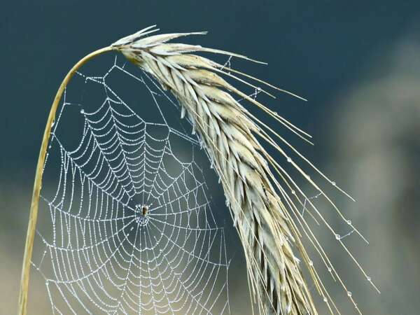 A sider builds a cobweb on a grain ear
