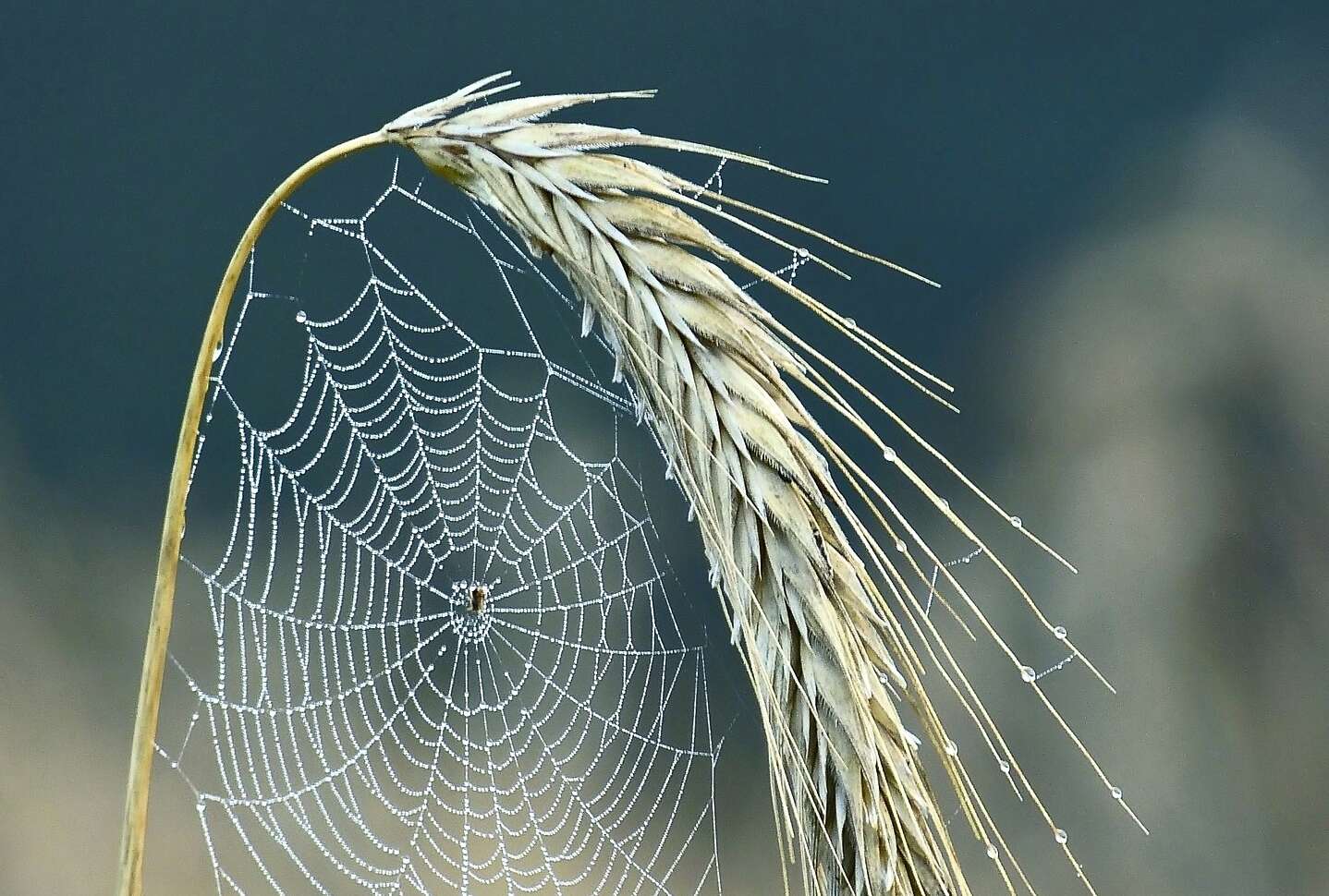 A sider builds a cobweb on a grain ear