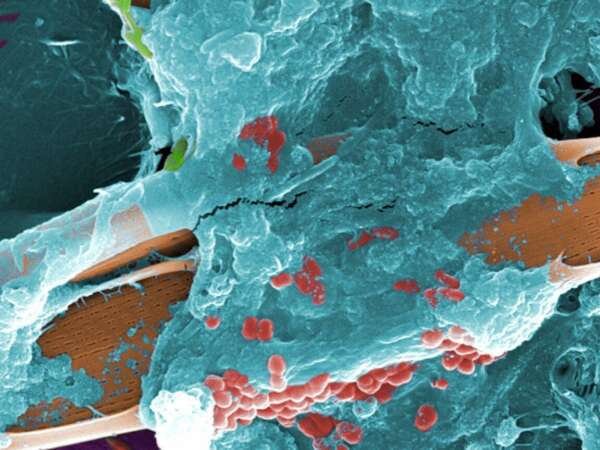 A digitally colorized microscope image of a wild-stream sample showing bacteria, protozoa, and algae. © Janice Haney Carr