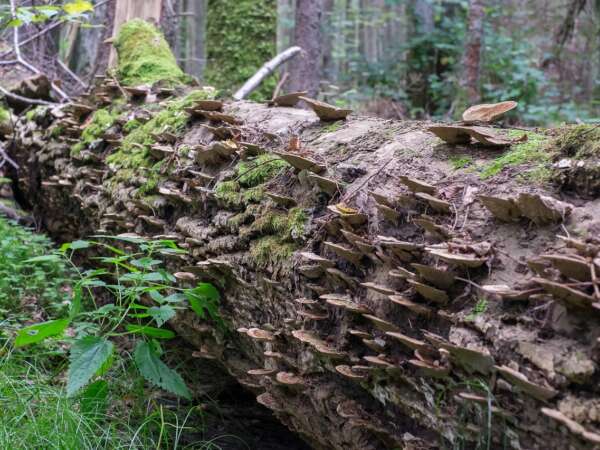 Fallen tree