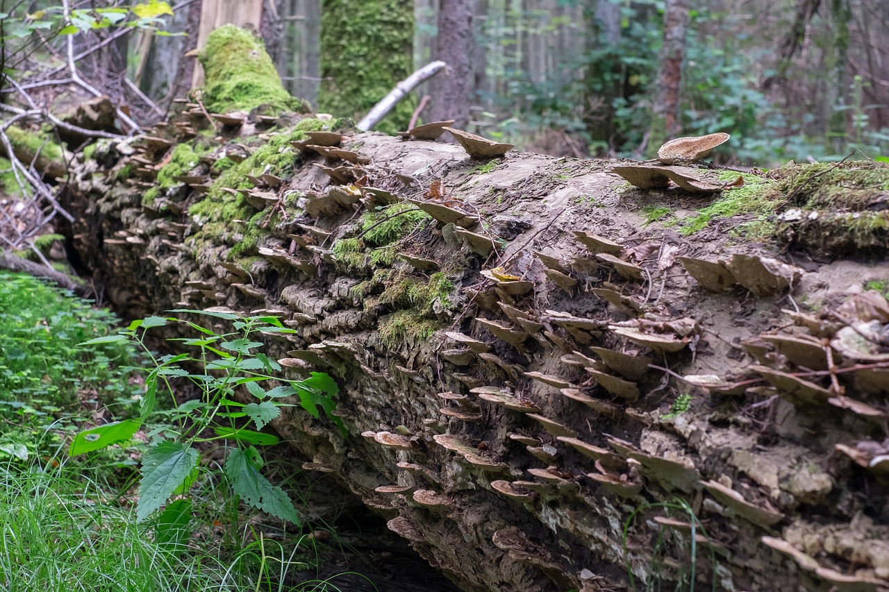 Fallen tree
