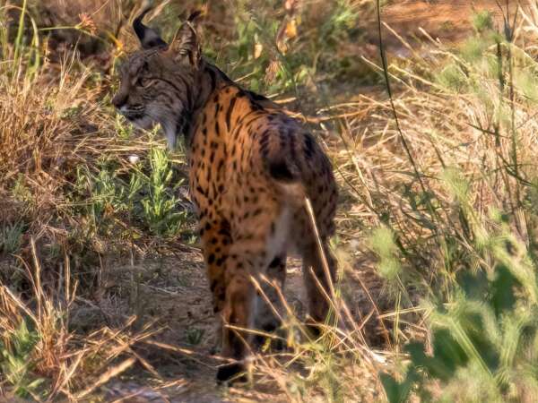 Iberian lynx