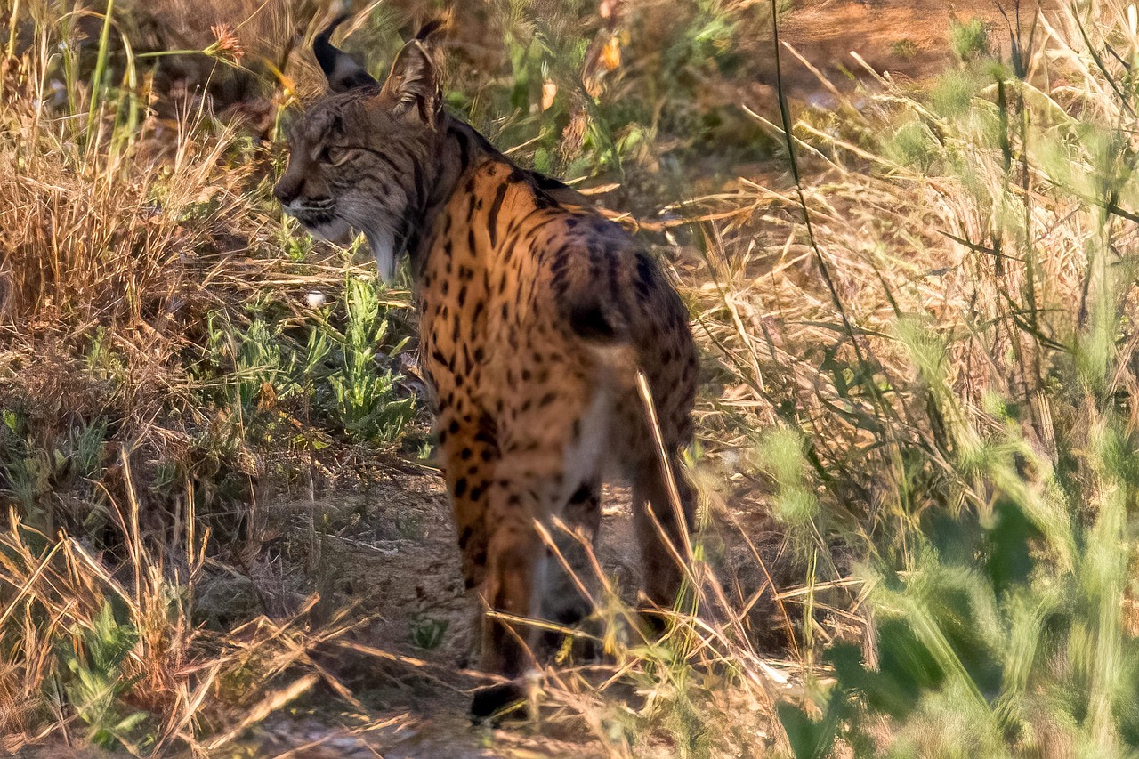 Iberian lynx