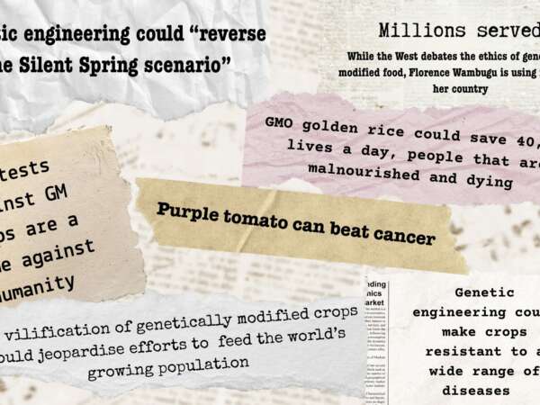 A collage of headlines and quotes promoting the proclaimed benefits of genetically modified (GM) crops and genetic engineering. Text snippets include statements such as “Genetic engineering could ‘reverse the Silent Spring scenario’,” “Millions served – While the West debates the ethics of genetically modified food, Florence Wambugu is using it to feed her country,” and “GMO golden rice could save 40,000 lives a day, people that are malnourished and dying.” Other phrases emphasize medical and agricultural benefits like “Purple tomato can beat cancer,” “Genetic engineering could make crops resistant to a wide range of diseases,” and “The vilification of genetically modified crops could jeopardize efforts to feed the world’s growing population.” One quote reads, “Protest against GM crops are a crime against humanity.” The background is styled with torn-paper textures.